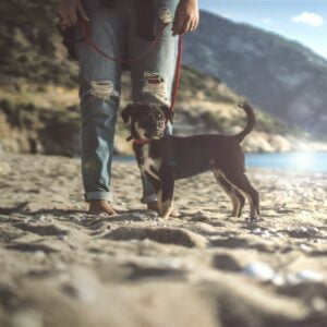 yasin-hosgor-mkiFnR3hM_0-unsplash A dog and owner on a beach on a sunny day. A life of abundance.